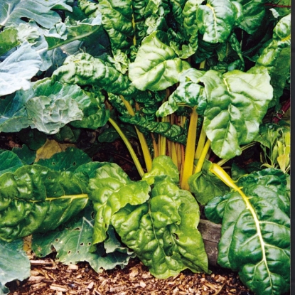 Picture of Swiss Chard Bright Yellow